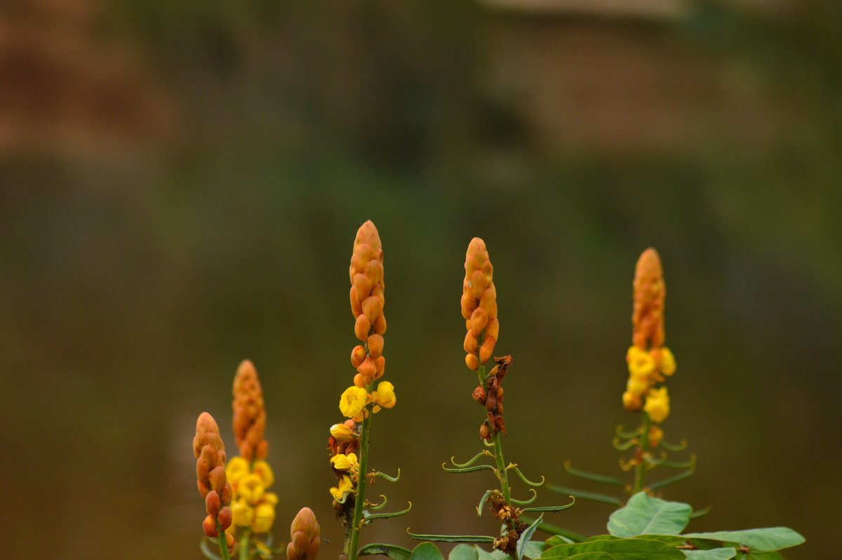 Flores de sene