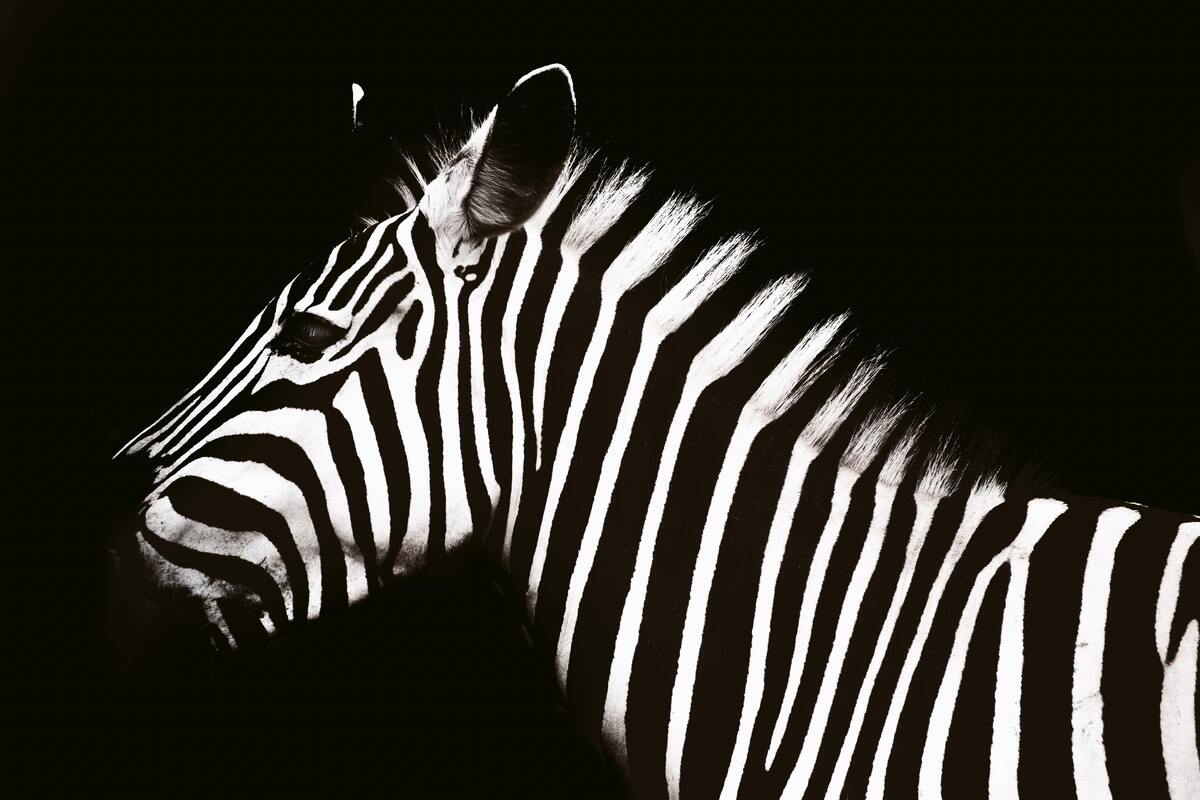 Zebra.