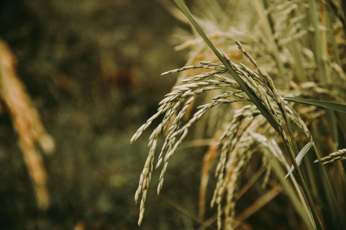 Plantação de arroz.