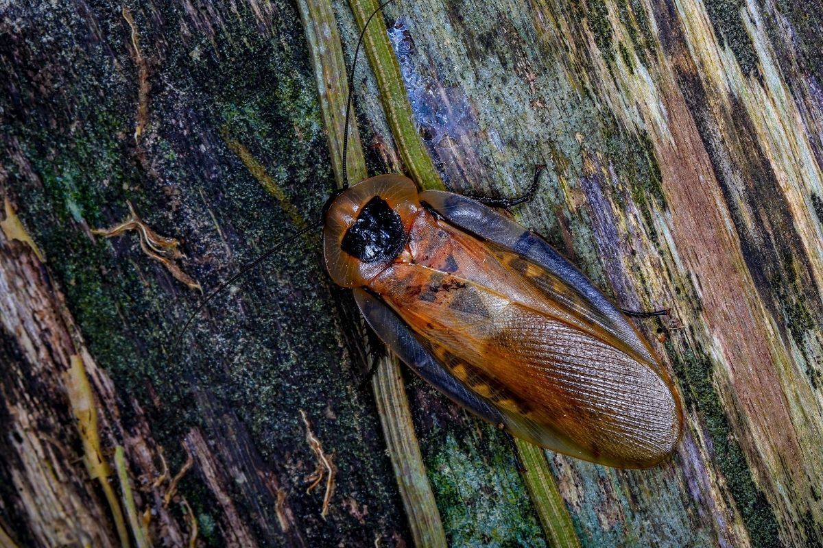 Barata gigante