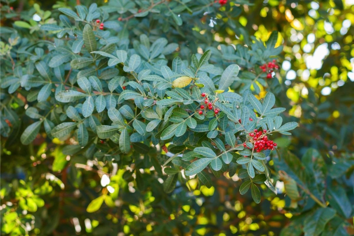 Planta Aroeira