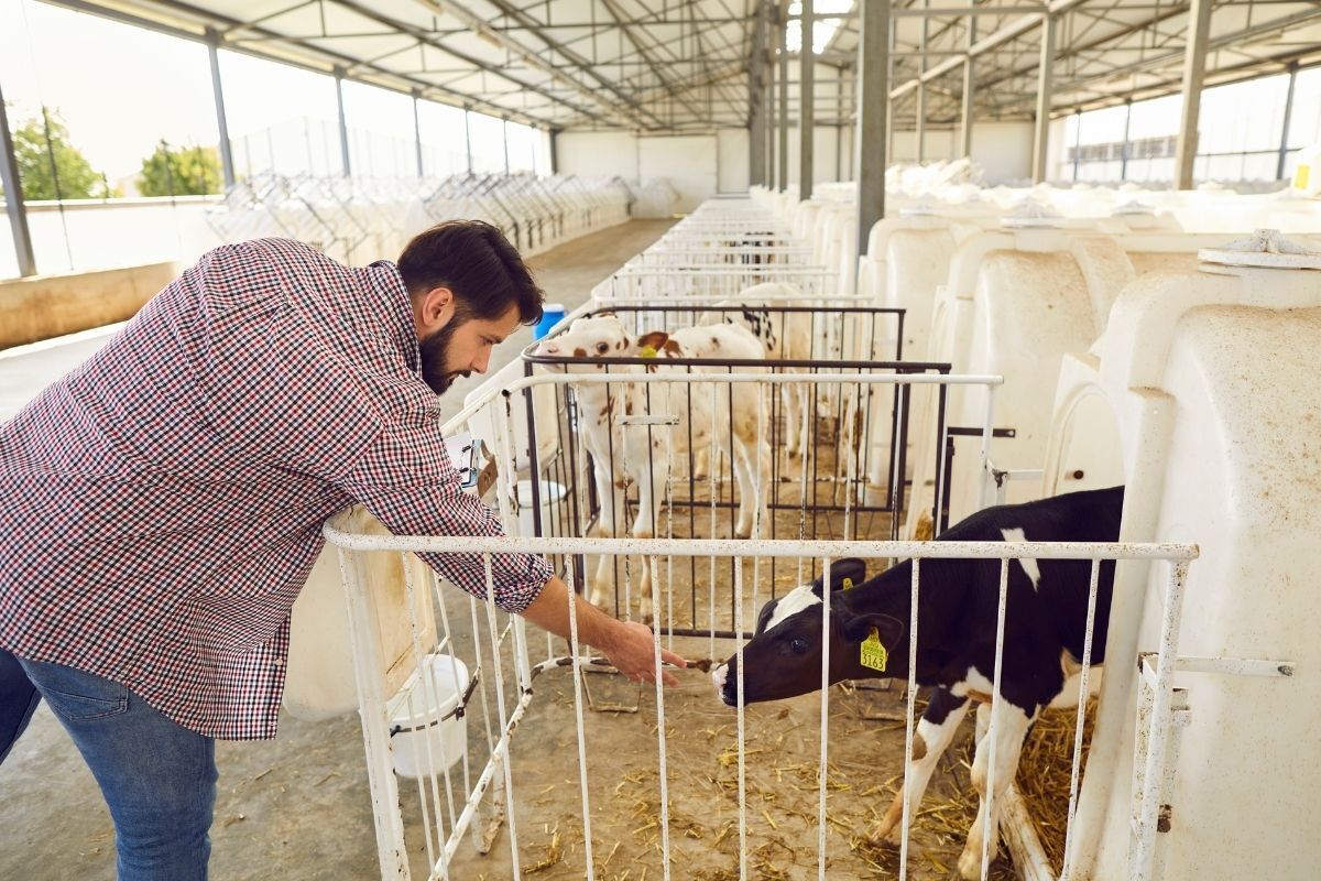 Homem alimentando um bezerro