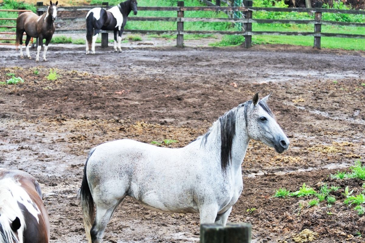 Curral de cavalos