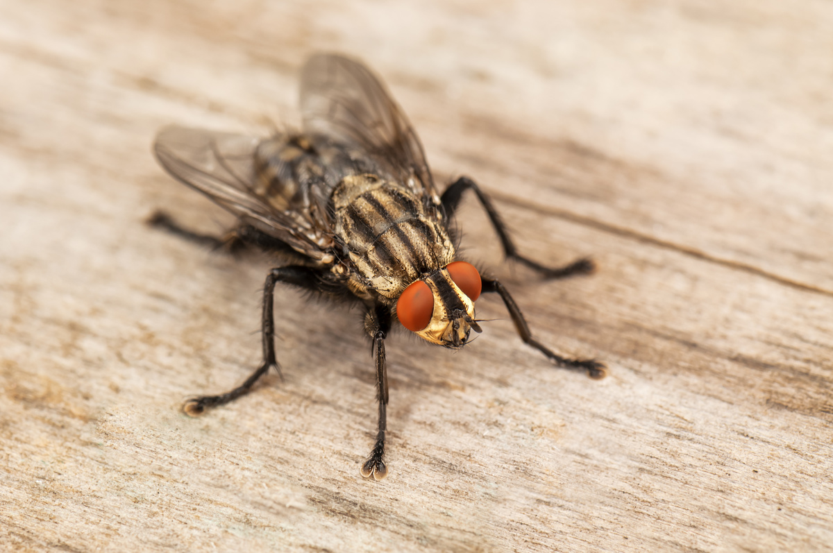 Mosca em uma superfície de madeira