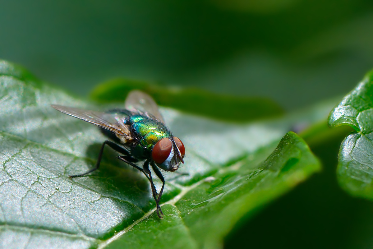 Mosca em uma folha