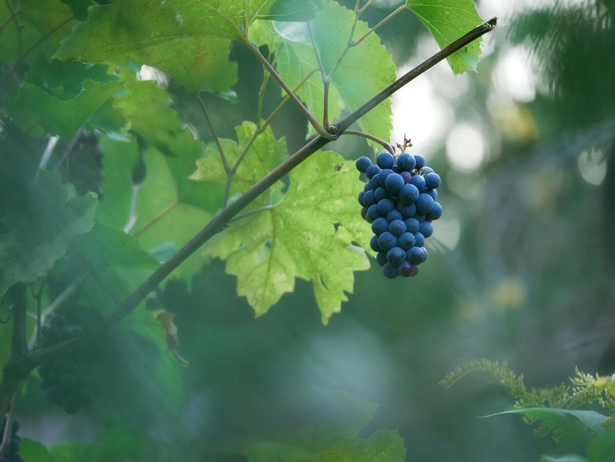 Cacho de uvas. 