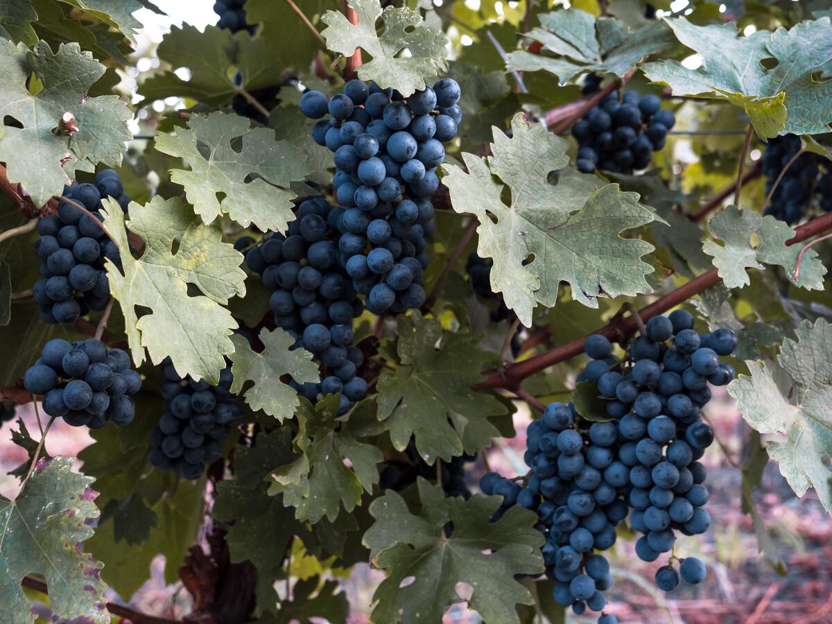 Cachos de uvas.