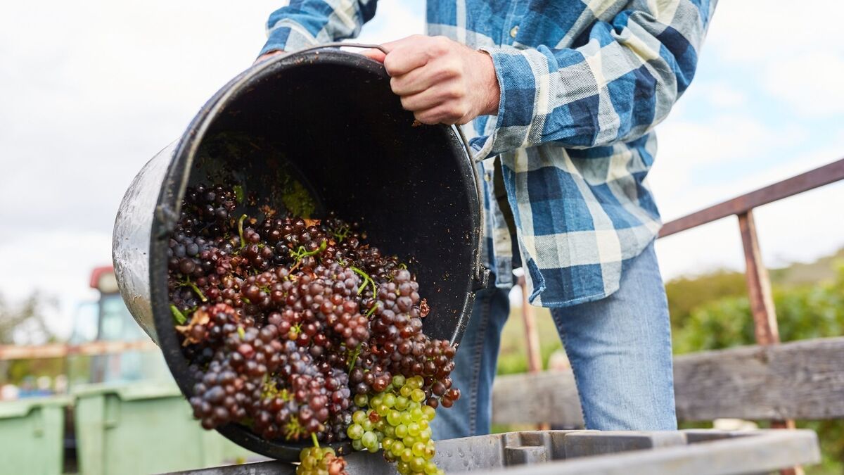 Pessoa fazendo vinho com uvas.