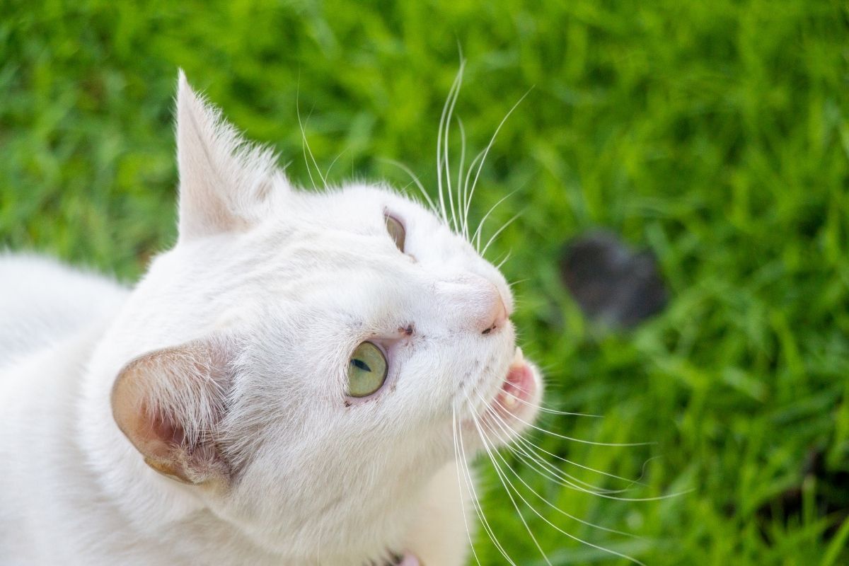 Gato branco miando