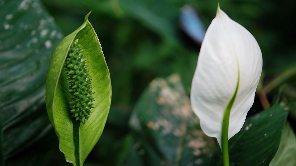 Flores de Lírio.