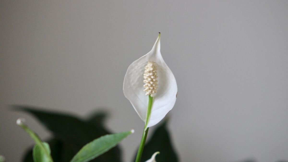 Flor de um Lírio-da-paz.