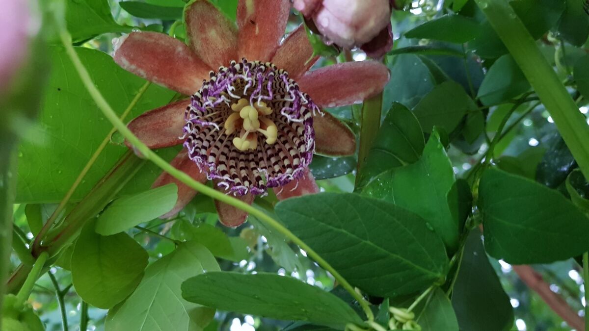 Flor de Maracujá.