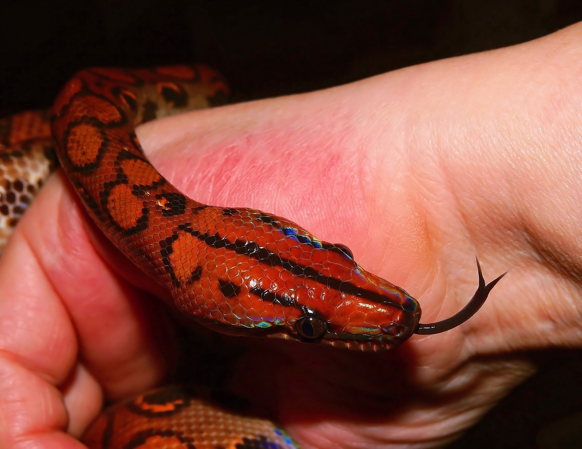 Cobra vermelha se enrolando em braço de pessoa.