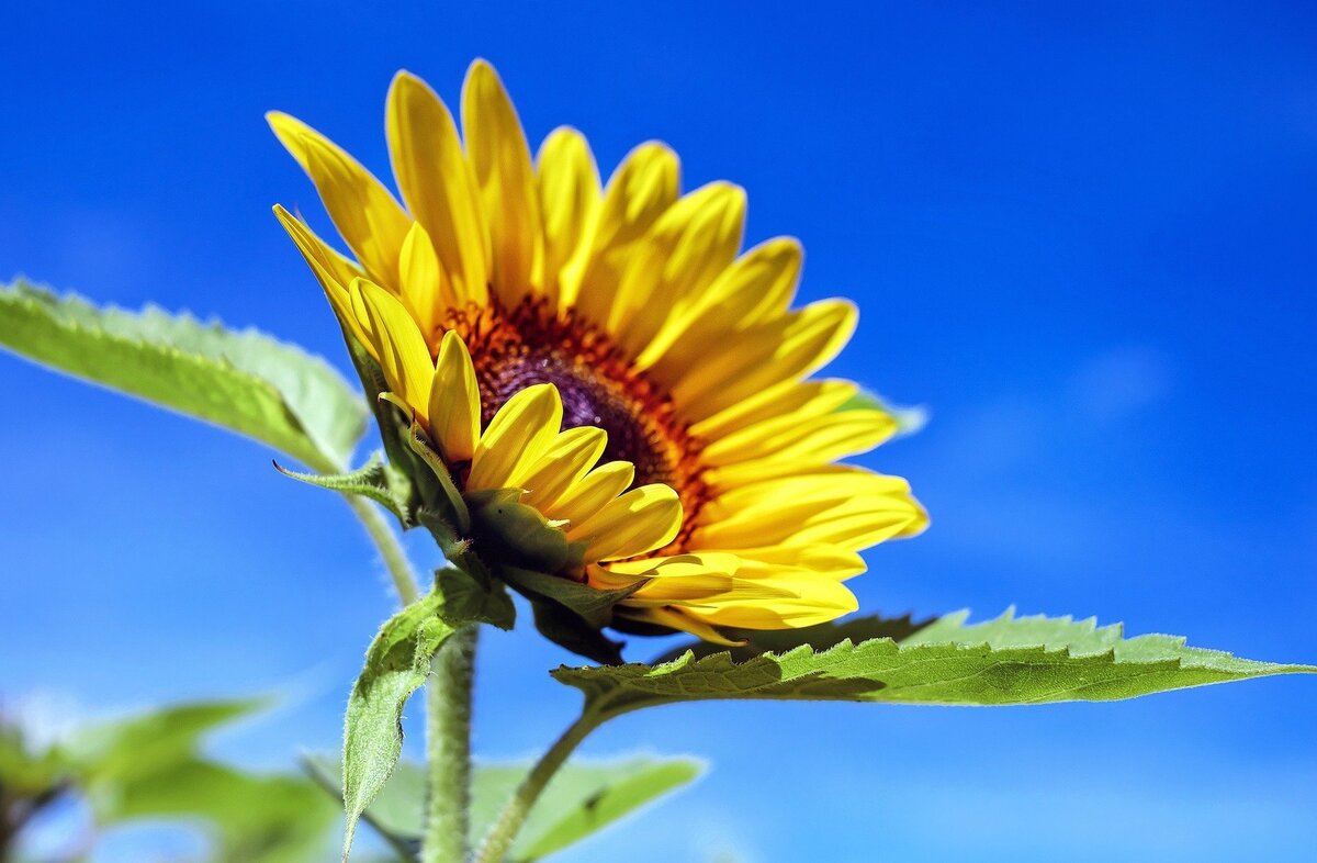 Flor de girassol se abrindo em direção ao céu.