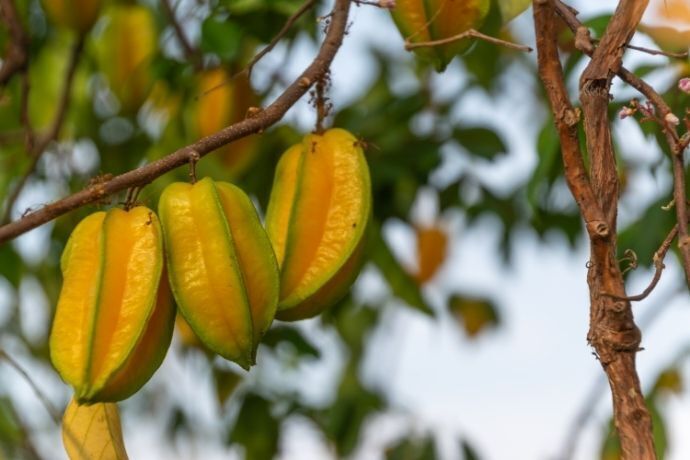 Carambolas no pé