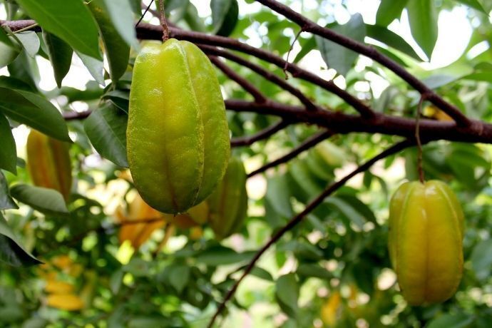 Pé de carambola