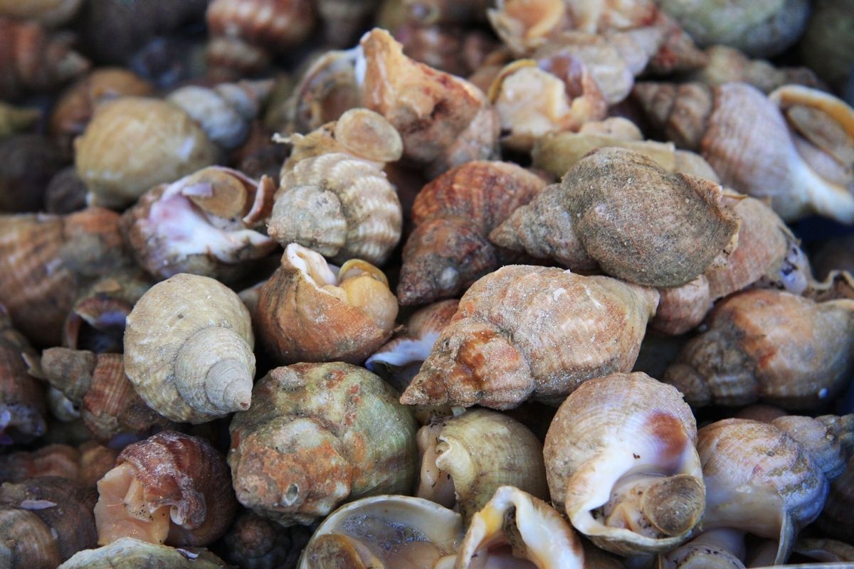 Conchas e búzios espalhados.