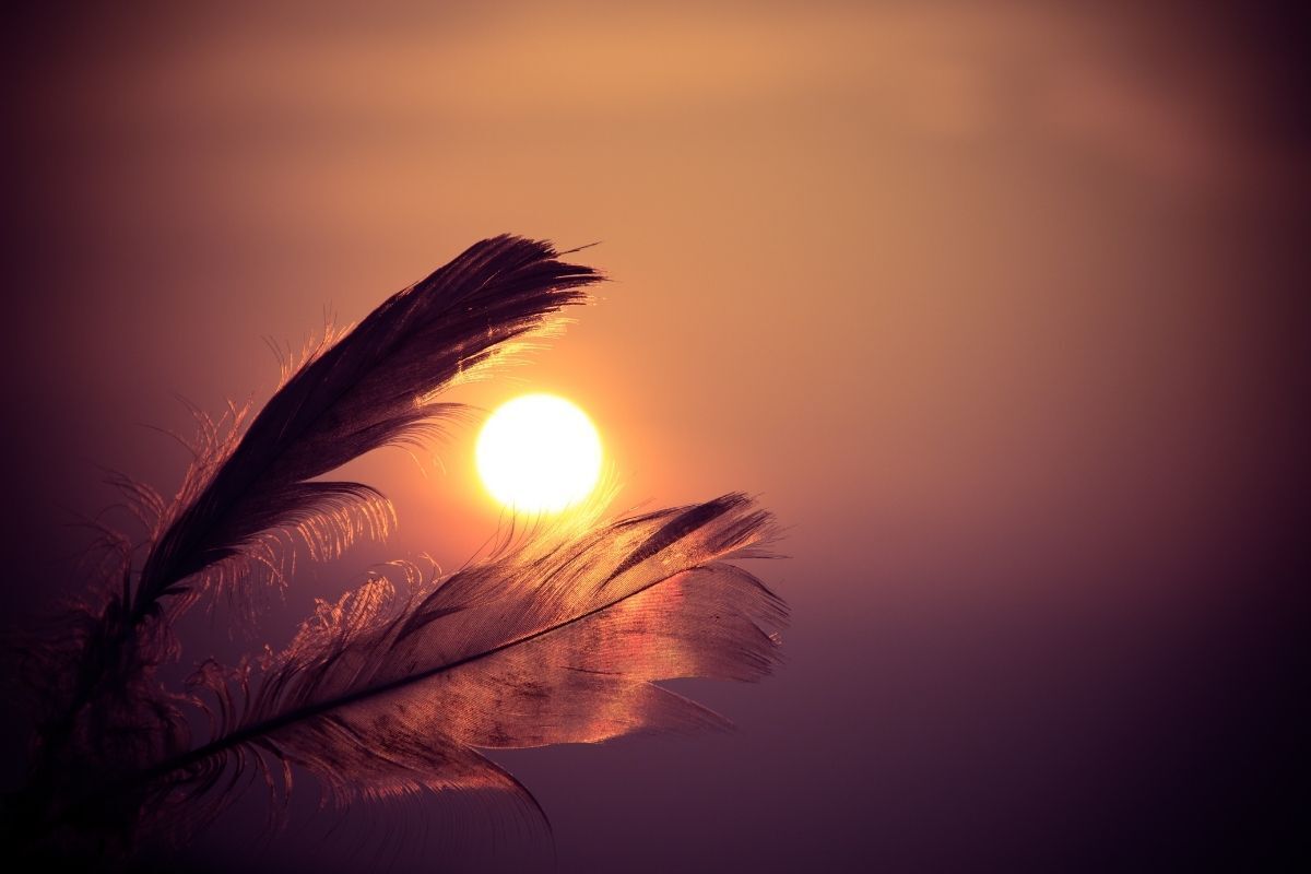 Penas ao pôr do sol.