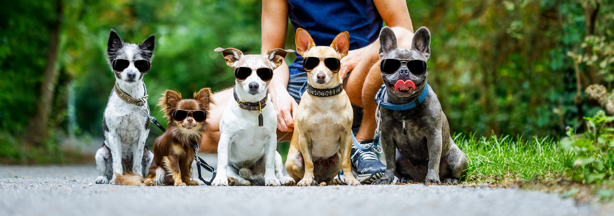 Cachorros de óculos.