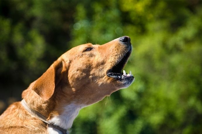 Cachorro latindo em área verde