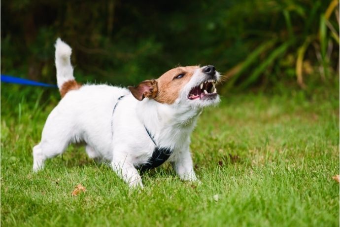 Cachorro latindo em gramado