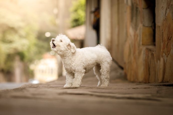 Pequeno cachorro latindo em superfície de madeira