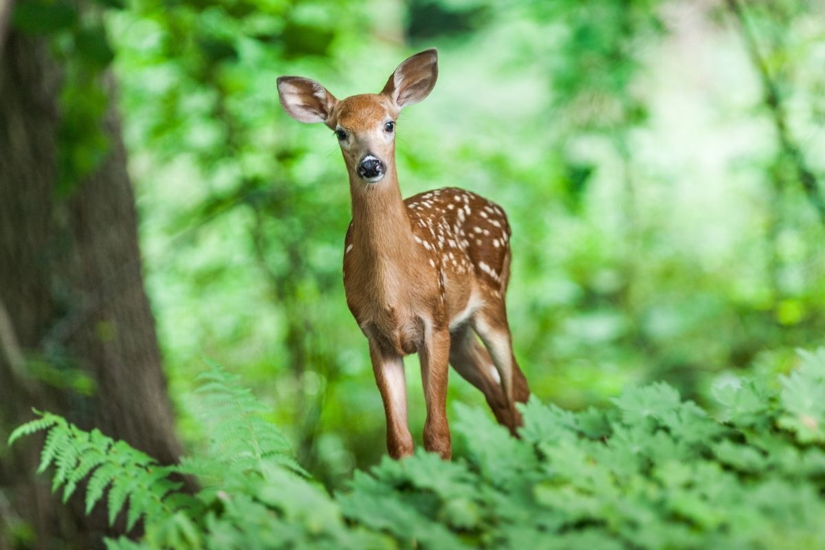 Veado em floresta.