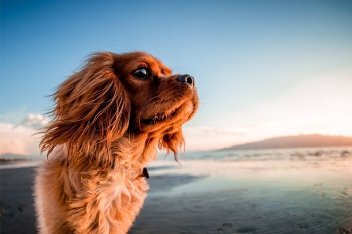 Cachorro na praia