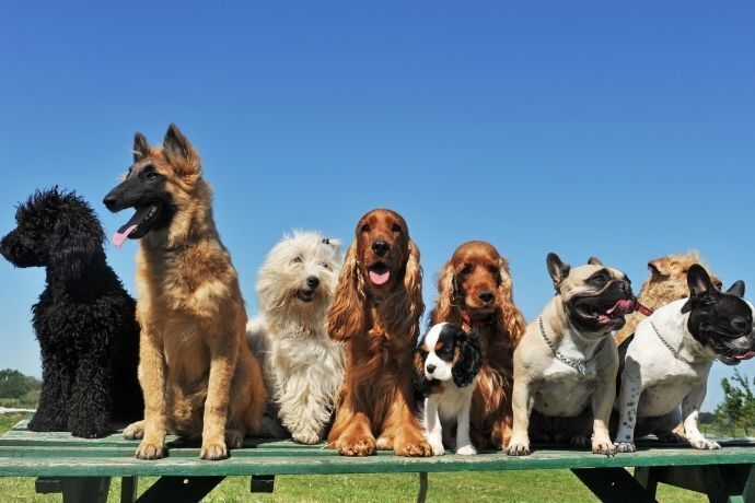 Cachorros de diferentes raças lado a lado