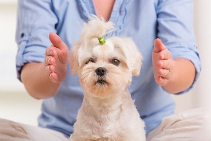 Cachorro em sessão de reiki