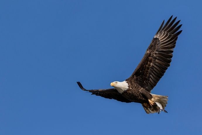 Águia voando no céu azul