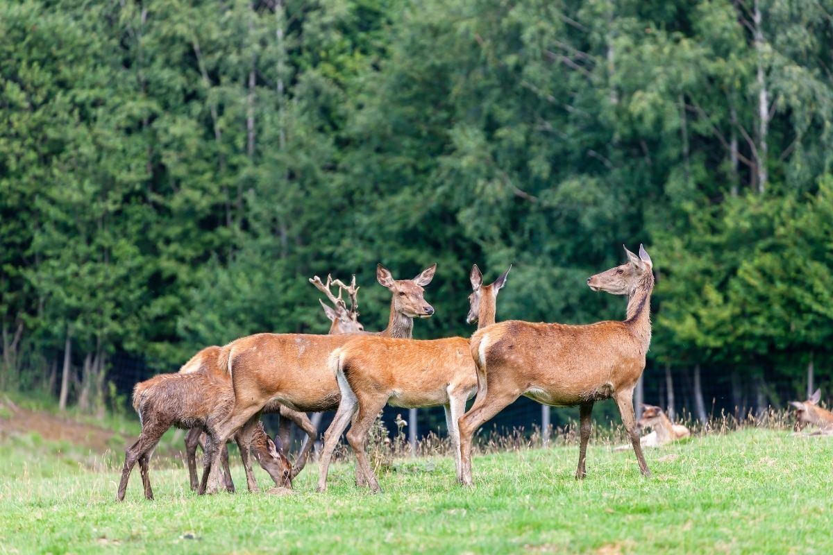 Cervos em floresta.