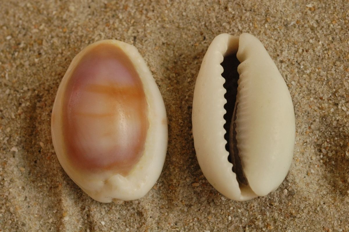 Conchas de búzios viradas.