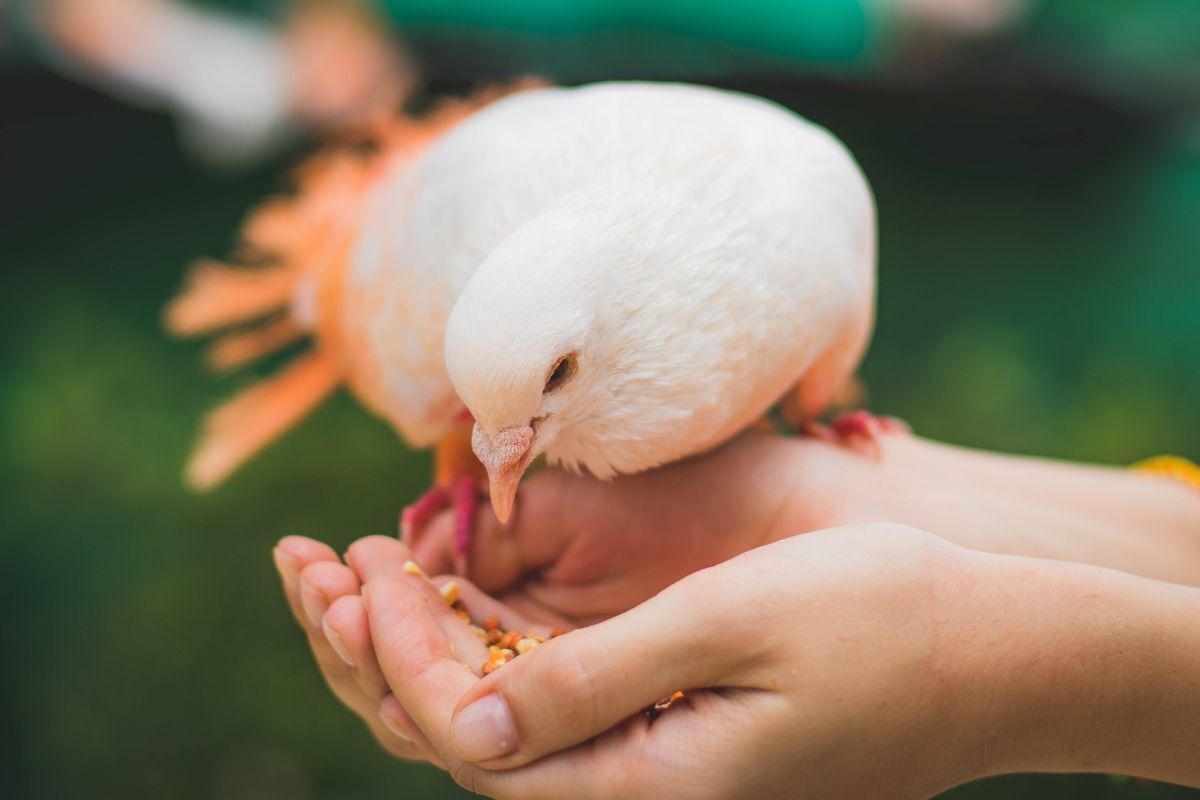 Pomba branca se alimentando de grãos nas mãos de uma pessoa.