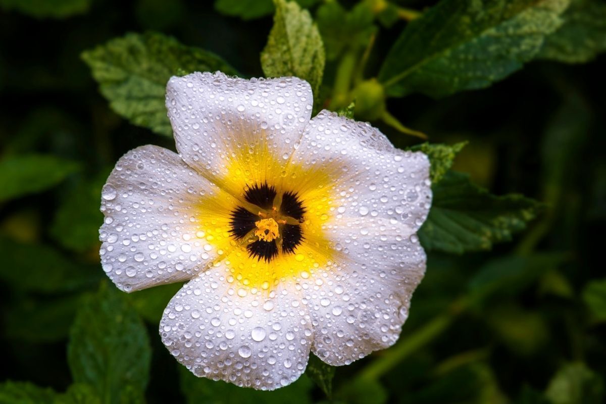 Flor de Chanana.