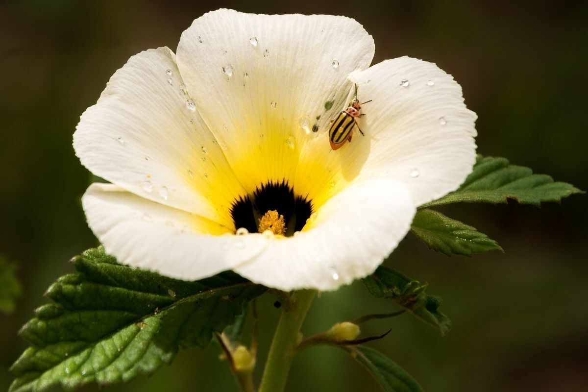 Flor de Chanana aberta.