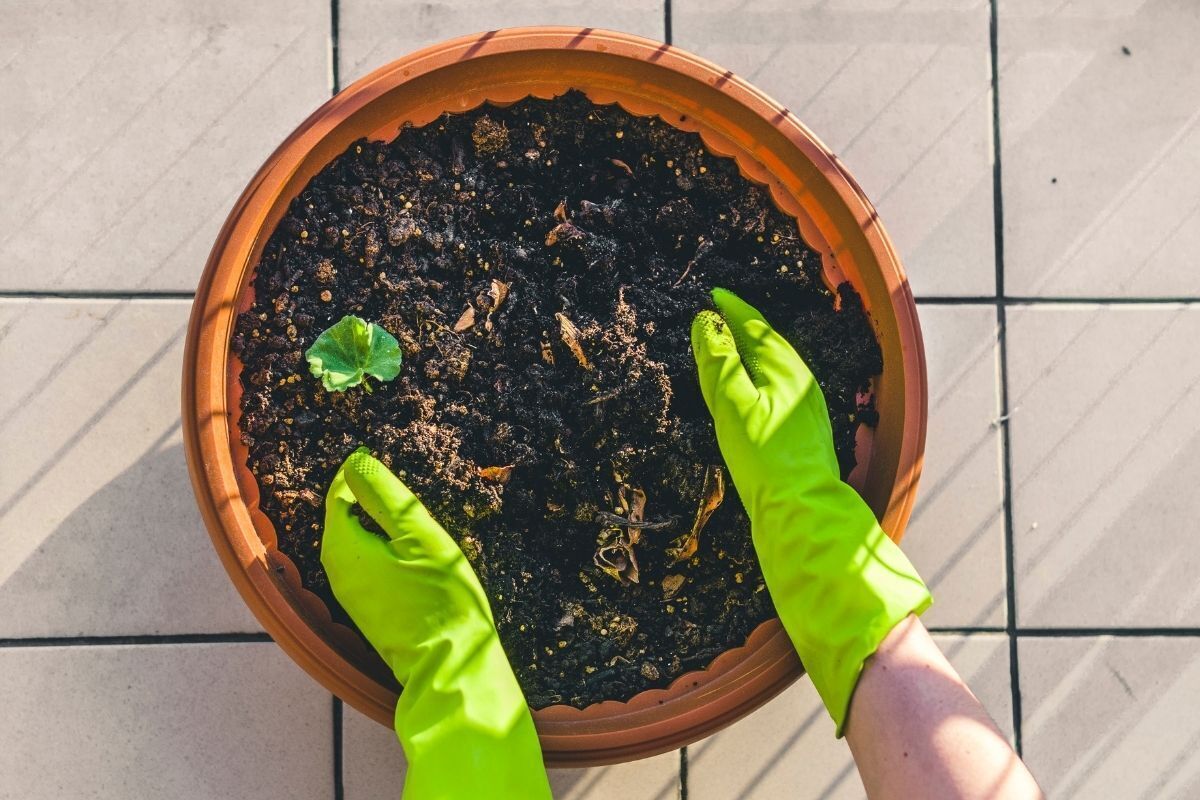 Mulher plantando muda em vaso de planta.