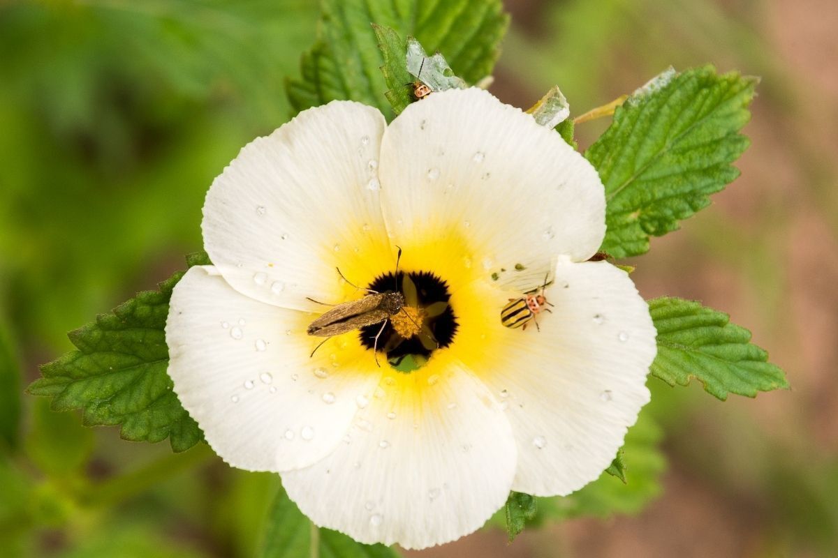 Flor de Chanana.