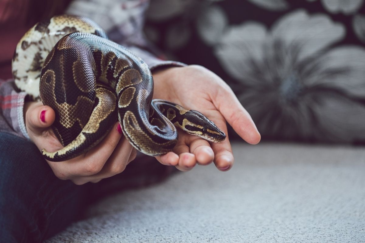 Mulher segurando cobra de estimação.