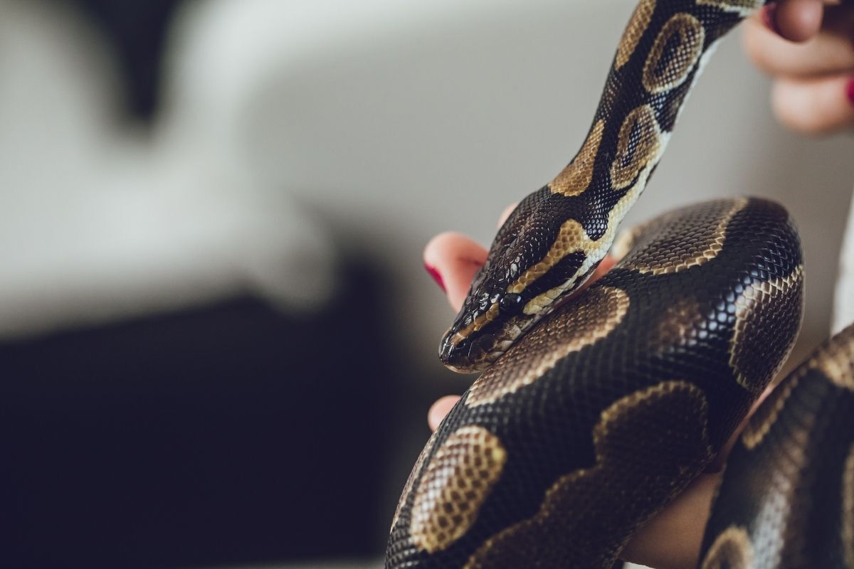 Mulher segurando cobra de estimação pequena.