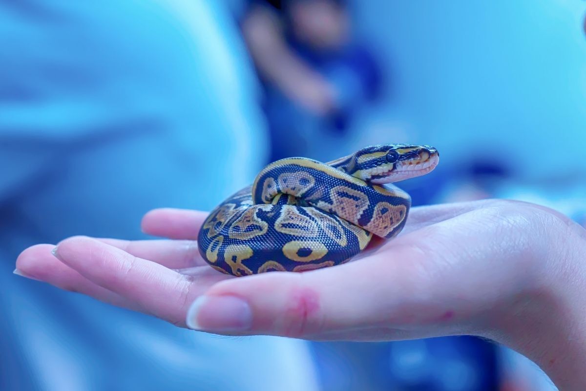 Cobra de estimação sobre mãos de mulher.