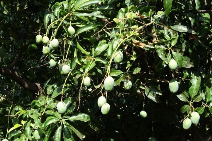 Mangueira com várias mangas verdes penduradas