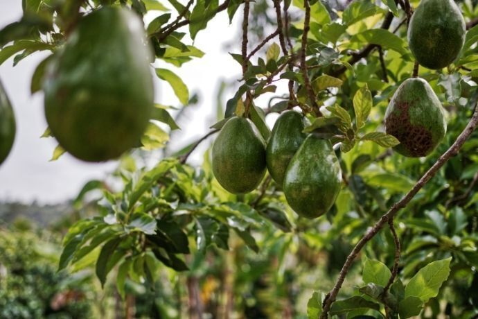 Pé de abacate carregado de frutas