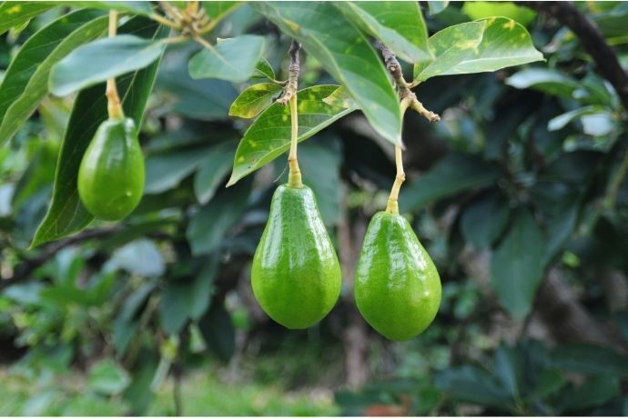 Abacates pendurados em pé