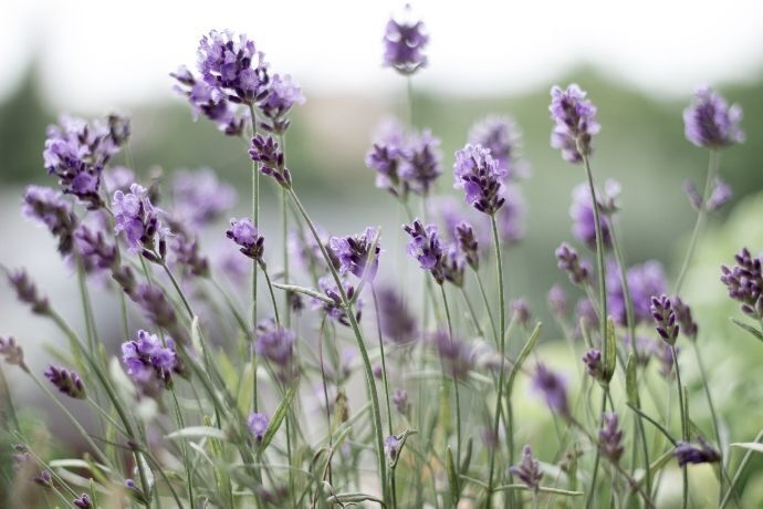 Flores de alfazema no campo