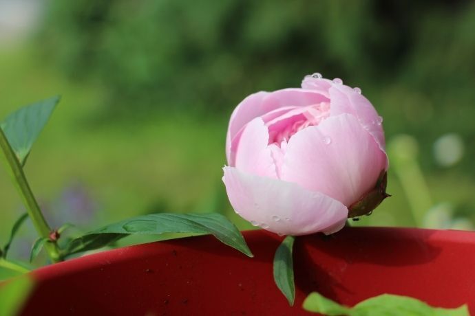 Botão de rosa