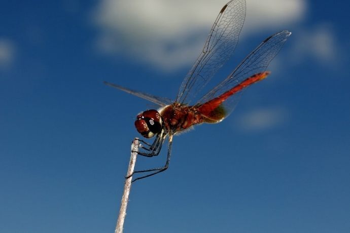 Libélula segurando em galho com céu azul no fundo