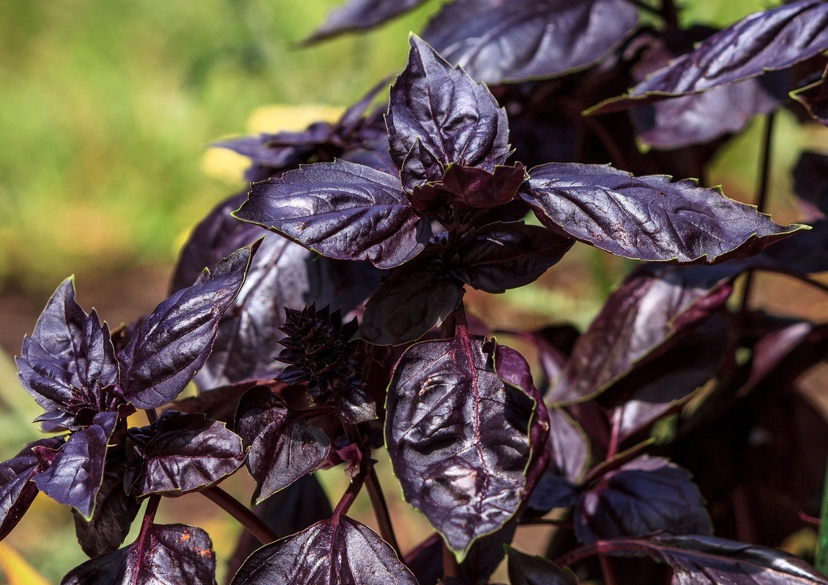 Folhas de manjericão roxo.