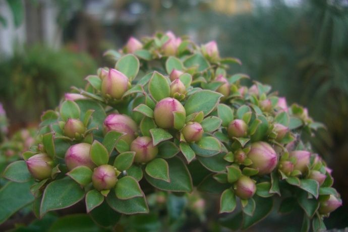 Arbusto de ora-pro-nobis com flores