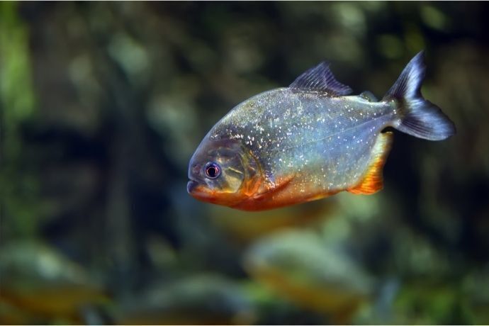 Pequena piranha nadando